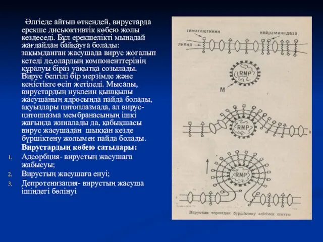 Әлгіеде айтып өткендей, вирустарда ерекше дисьюктивтік көбею жолы кездеседі. Бұл ерекшелікті