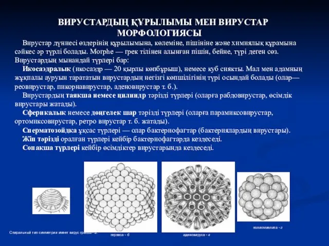 ВИРУСТАРДЫҢ ҚҰРЫЛЫМЫ МЕН ВИРУСТАР МОРФОЛОГИЯСЫ Вирустар дүниесі өздерінің құрылымына, көлеміне, пішініне