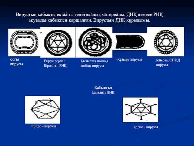 Вирустың қабықты екіжіпті генетикалық материалы. ДНҚ немесе РНҚ ақуызды қабықпен қоршалған.