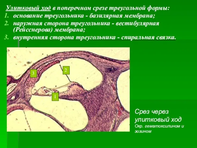 Улитковый ход в поперечном срезе треугольной формы: основание треугольника - базилярная