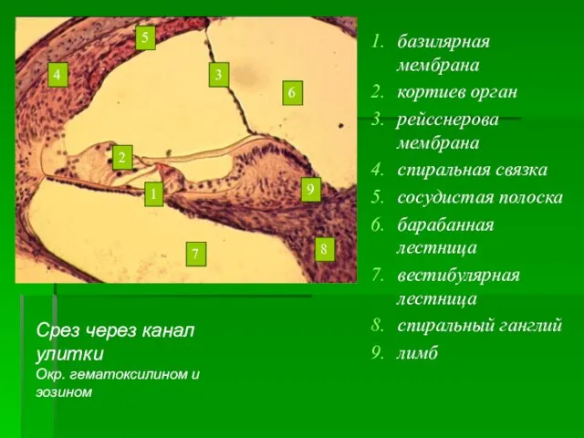 базилярная мембрана кортиев орган рейсснерова мембрана спиральная связка сосудистая полоска барабанная