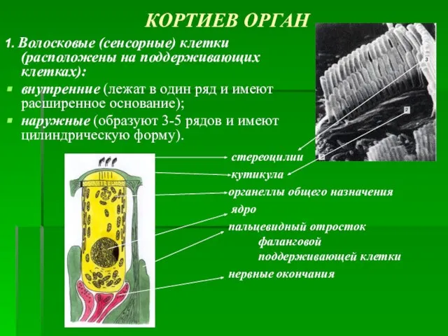 КОРТИЕВ ОРГАН 1. Волосковые (сенсорные) клетки (расположены на поддерживающих клетках): внутренние