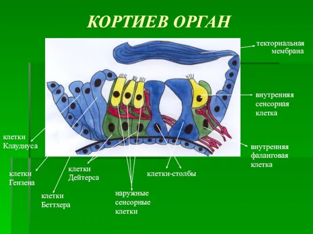 КОРТИЕВ ОРГАН внутренняя сенсорная клетка внутренняя фаланговая клетка клетки-столбы наружные сенсорные