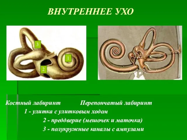 ВНУТРЕННЕЕ УХО Костный лабиринт Перепончатый лабиринт 1 - улитка с улитковым