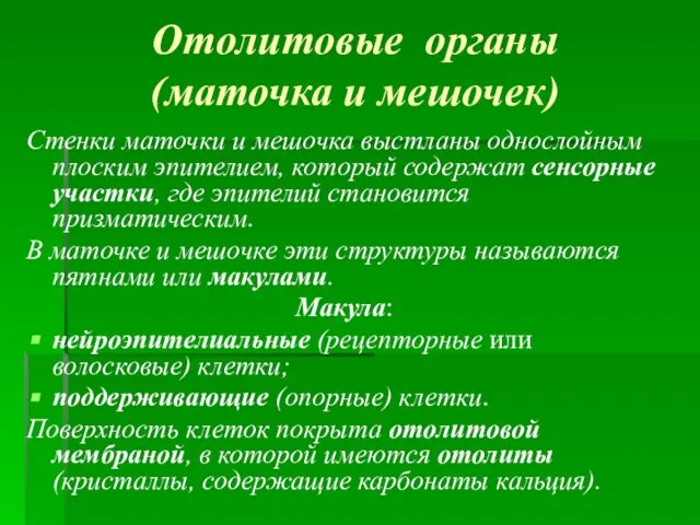 Отолитовые органы (маточка и мешочек) Стенки маточки и мешочка выстланы однослойным