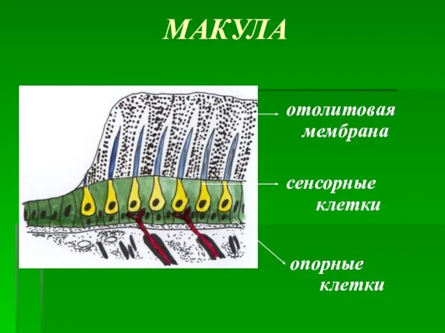 МАКУЛА отолитовая мембрана сенсорные клетки опорные клетки