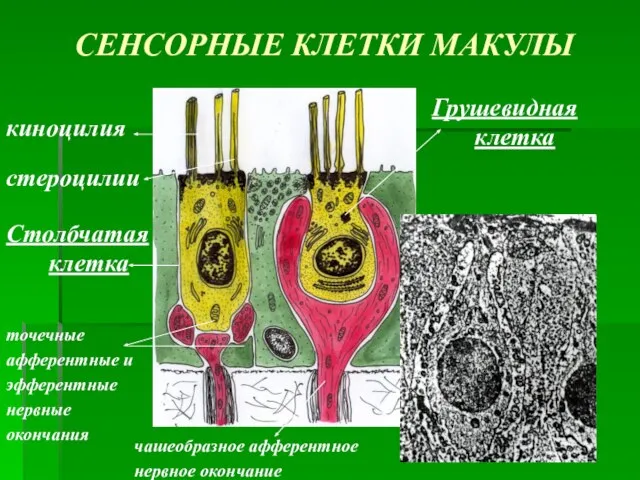 СЕНСОРНЫЕ КЛЕТКИ МАКУЛЫ киноцилия стероцилии Грушевидная клетка Столбчатая клетка чашеобразное афферентное