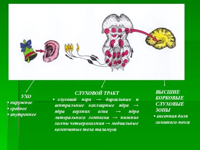 УХО наружное среднее внутреннее СЛУХОВОЙ ТРАКТ слуховой нерв → дорсальные и