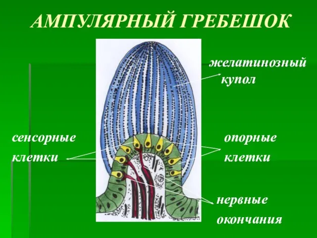 АМПУЛЯРНЫЙ ГРЕБЕШОК желатинозный купол сенсорные клетки опорные клетки нервные окончания