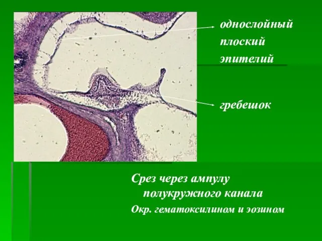 Срез через ампулу полукружного канала Окр. гематоксилином и эозином однослойный плоский эпителий гребешок
