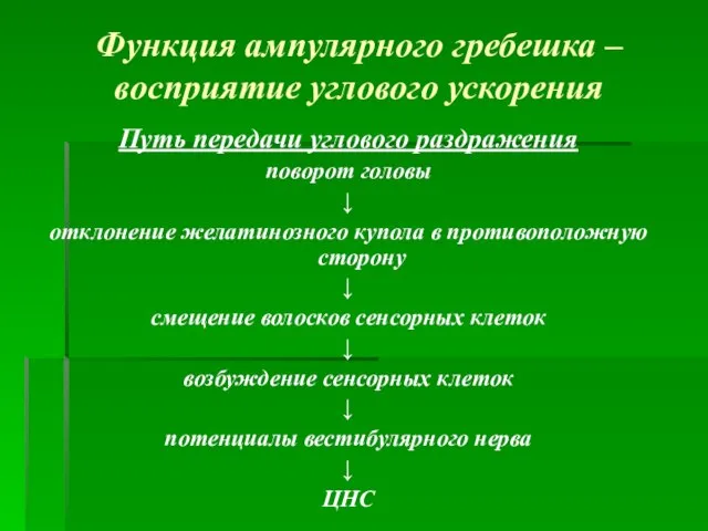 Функция ампулярного гребешка – восприятие углового ускорения Путь передачи углового раздражения