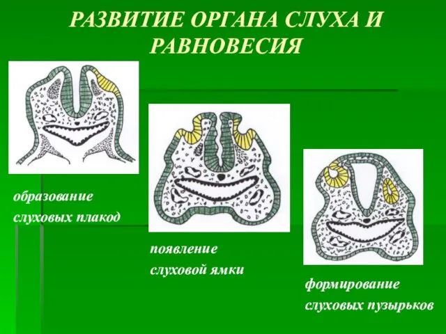 РАЗВИТИЕ ОРГАНА СЛУХА И РАВНОВЕСИЯ образование слуховых плакод появление слуховой ямки формирование слуховых пузырьков