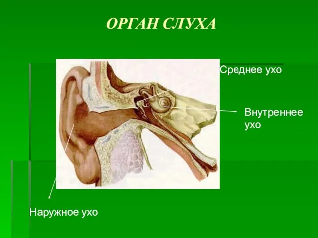 ОРГАН СЛУХА Наружное ухо Среднее ухо Внутреннее ухо