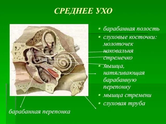 СРЕДНЕЕ УХО барабанная полость слуховые косточки: молоточек наковальня стремечко мышца, натягивающая