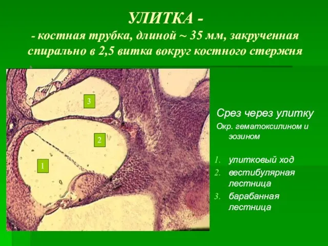 УЛИТКА - - костная трубка, длиной ~ 35 мм, закрученная спирально