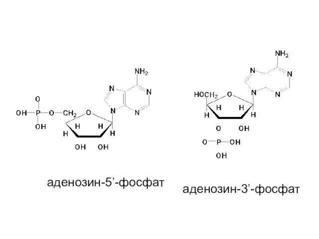 аденозин-5’-фосфат аденозин-3’-фосфат