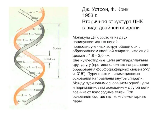 Дж. Уотсон, Ф. Крик 1953 г. Вторичная структура ДНК в виде