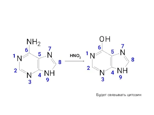 HNO2 Будет связывать цитозин