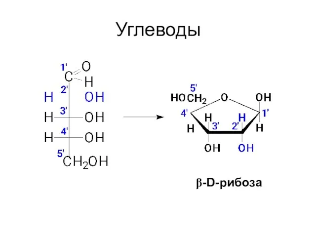 Углеводы β-D-рибоза