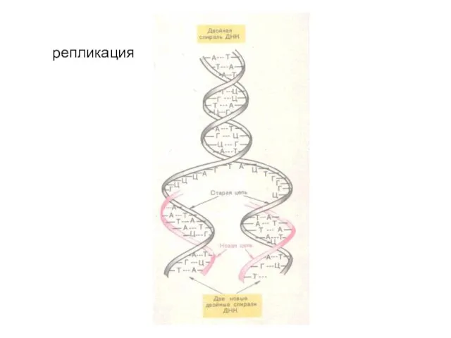 репликация