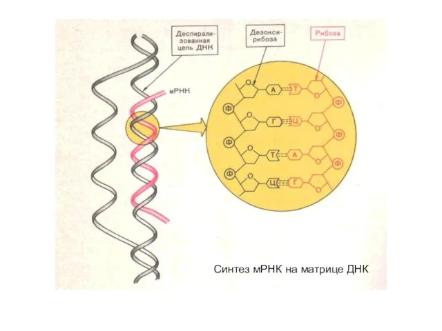 Синтез мРНК на матрице ДНК