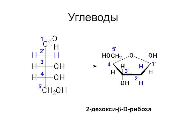 Углеводы 2-дезокси-β-D-рибоза