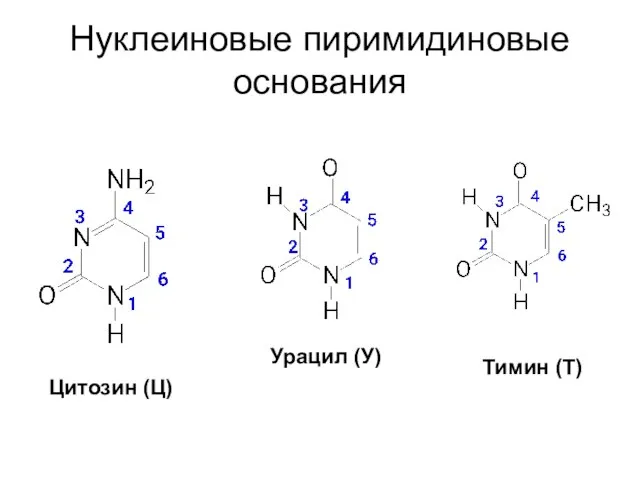 Нуклеиновые пиримидиновые основания Цитозин (Ц) Урацил (У) Тимин (Т)