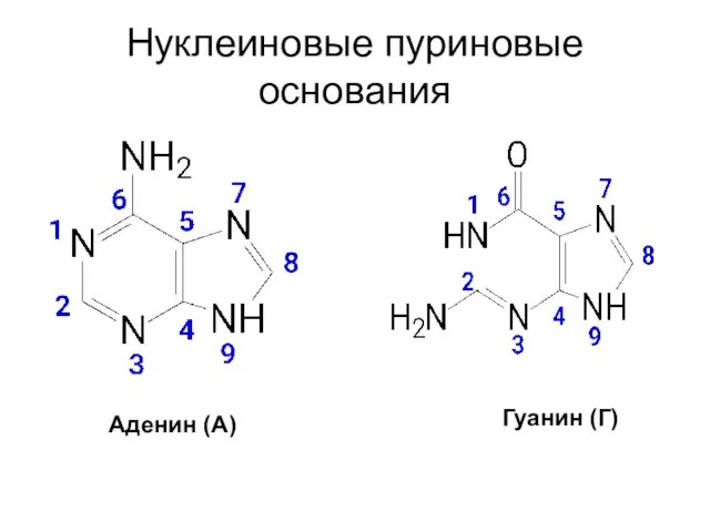 Нуклеиновые пуриновые основания Аденин (А) Гуанин (Г)