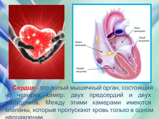 Сердце - это полый мышечный орган, состоящий из четырех камер: двух