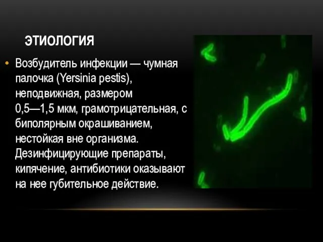 ЭТИОЛОГИЯ Возбудитель инфекции — чумная палочка (Yersinia pestis), неподвижная, размером 0,5—1,5