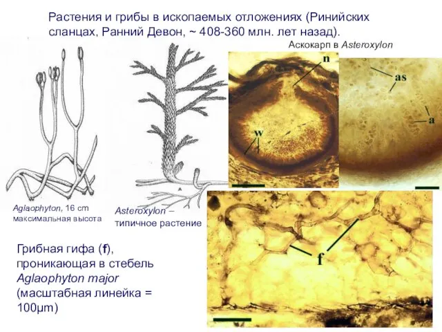 Aскокaрп в Asteroxylon Растения и грибы в ископаемых отложениях (Ринийских сланцах,