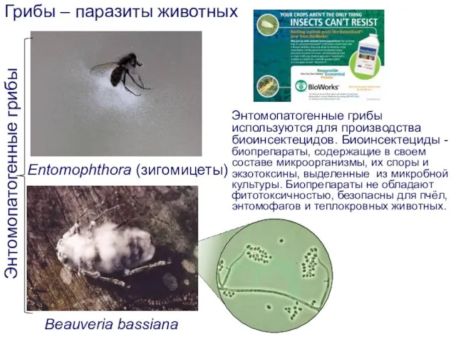 Грибы – паразиты животных Энтомопатогенные грибы Entomophthora (зигомицеты) Beauveria bassiana Энтомопатогенные