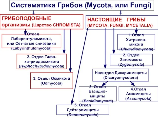 1.Отдел Хитридио- микота (Chytridiomycota) 5. Отдел Дейтеромицеты (Deuteromycota) 1.Отдел Лабиринтуломикота, или