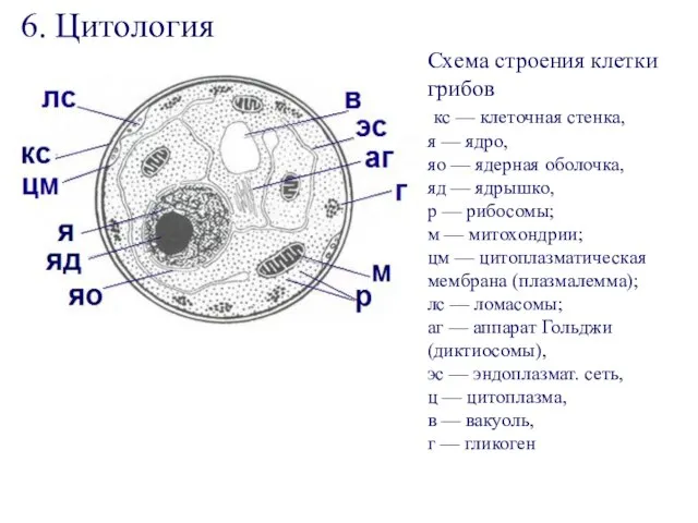 Схема строения клетки грибов кс — клеточная стенка, я — ядро,