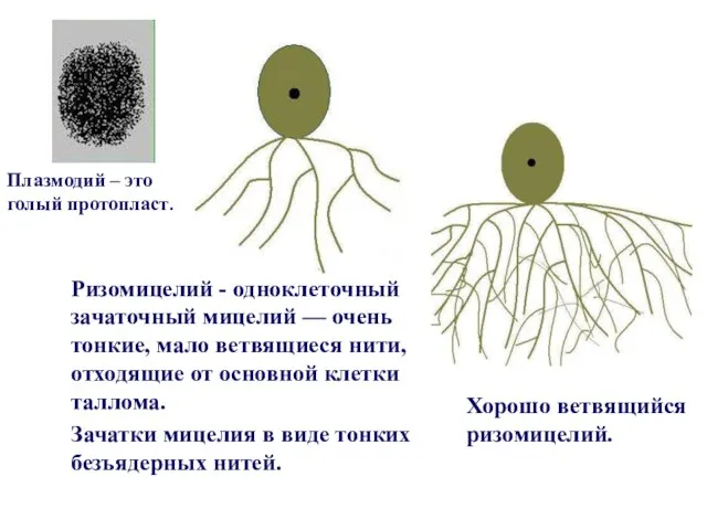 Ризомицелий - одноклеточный зачаточный мицелий –– очень тонкие, мало ветвящиеся нити,