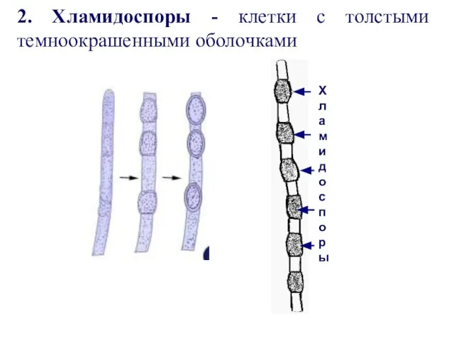 2. Хламидоспоры - клетки с толстыми темноокрашенными оболочками