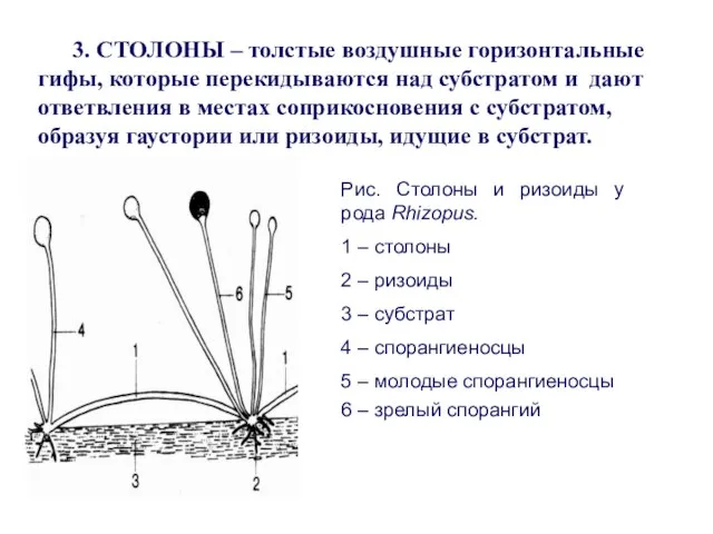 3. СТОЛОНЫ – толстые воздушные горизонтальные гифы, которые перекидываются над субстратом