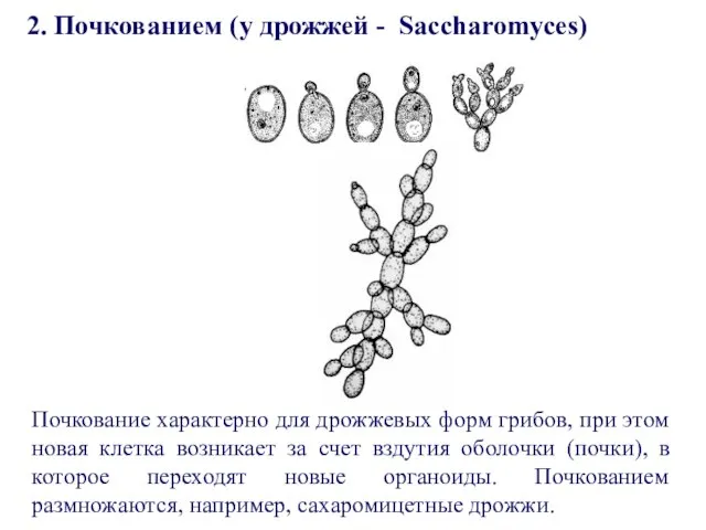 Почкование характерно для дрожжевых форм грибов, при этом новая клетка возникает