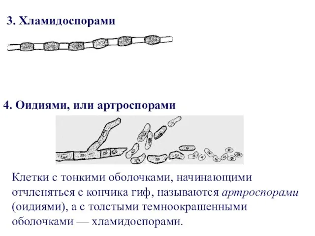 3. Хламидоспорами 4. Оидиями, или артроспорами Клетки с тонкими оболочками, начинающими