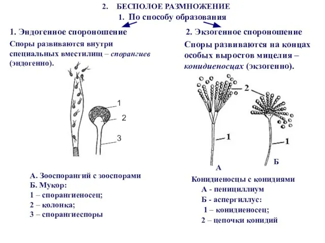 А. Зооспорангий с зооспорами Б. Мукор: 1 – спорангиеносец; 2 –