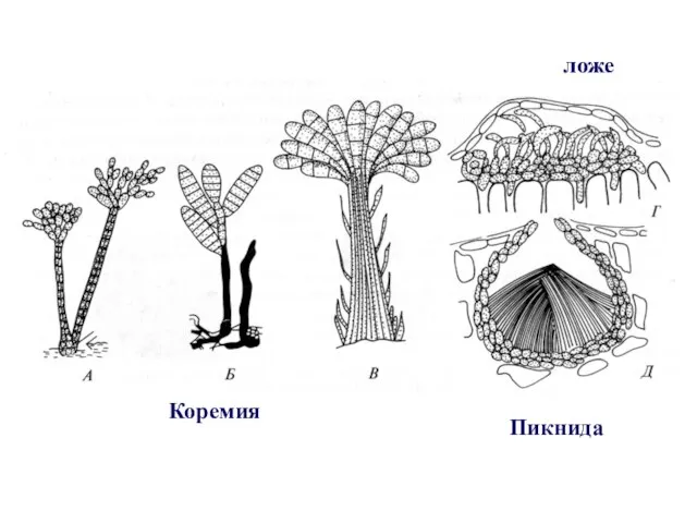 Коремия Пикнида ложе