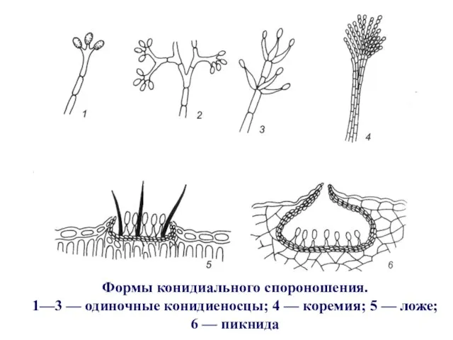 Формы конидиального спороношения. 1—3 — одиночные конидиеносцы; 4 — коремия; 5 — ложе; 6 — пикнида