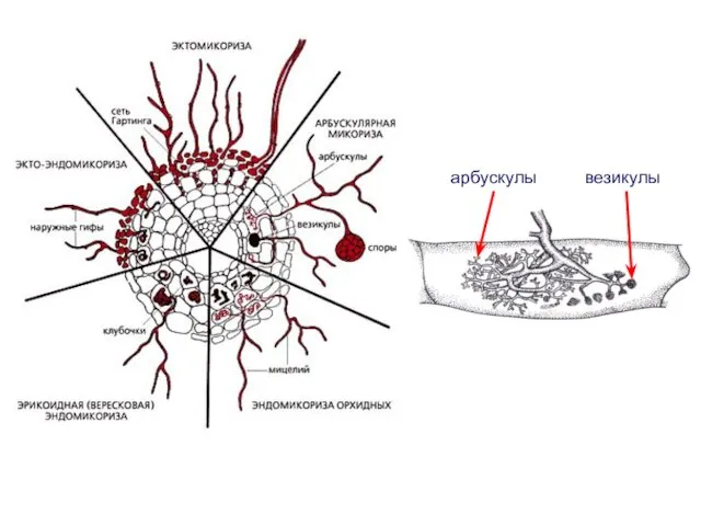 арбускулы везикулы