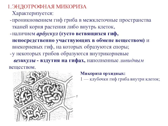 ЭНДОТРОФНАЯ МИКОРИЗА Характеризуется: проникновением гиф гриба в межклеточные пространства тканей корня