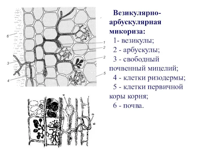 Везикулярно-арбускулярная микориза: 1- везикулы; 2 - арбускулы; 3 - свободный почвенный