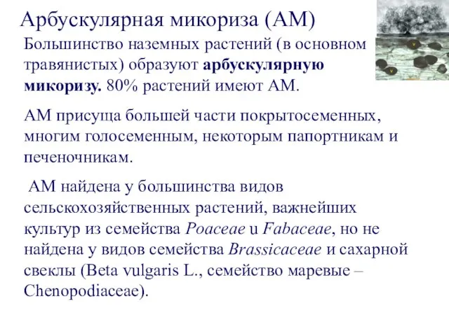 Большинство наземных растений (в основном травянистых) образуют арбускулярную микоризу. 80% растений