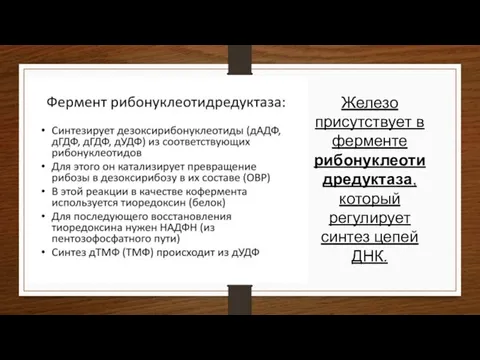 Железо присутствует в ферменте рибонуклеотидредуктаза, который регулирует синтез цепей ДНК.