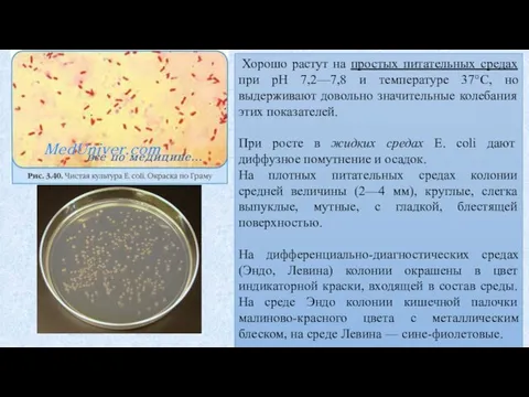 Хорошо растут на простых питательных средах при рН 7,2—7,8 и температуре