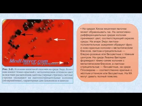 • На средах Хисса кишечная палочка может образовывать газ. На селективно-дифференциальных