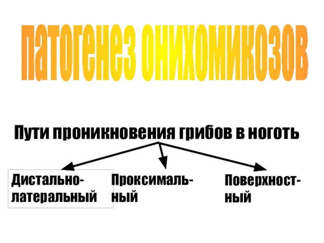 патогенез онихомикозов Пути проникновения грибов в ноготь Дистально-латеральный Проксималь- ный Поверхност-ный